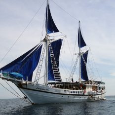 Oceanears - Philippine Siren Diving